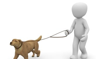 La importancia de sacar a pasear a tu perro