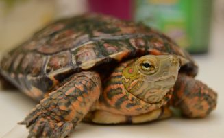 Qué se necesita para tener una tortuga de mascota