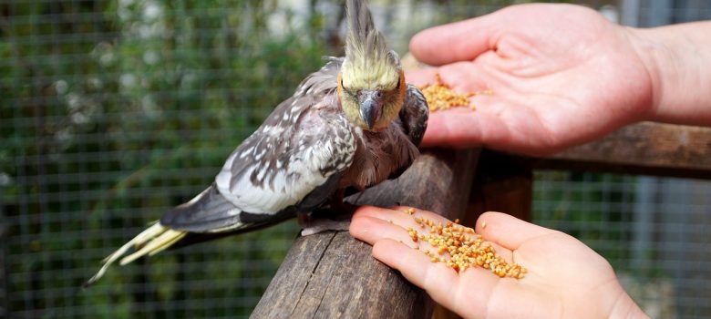 alimentando adiestramiento pájaro