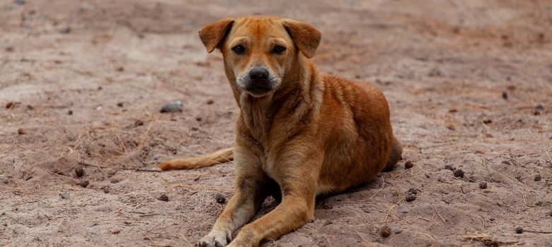 stray dog on beach Perros callejeros