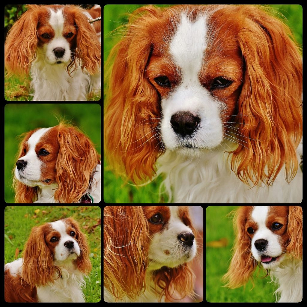 Cavalier King Charles Spaniel