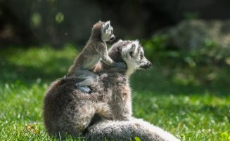 Expert Veterinarian Guide: Comprehensive Lemur Care and Nutrition
