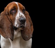 Signs of Cognitive Decline in Senior Dogs