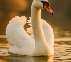 Swan lake nesting and territorial behavior: complete guide