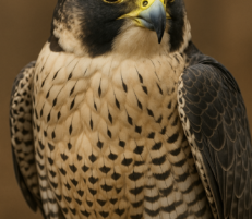Hawk behavior and hunting adaptations: complete guide